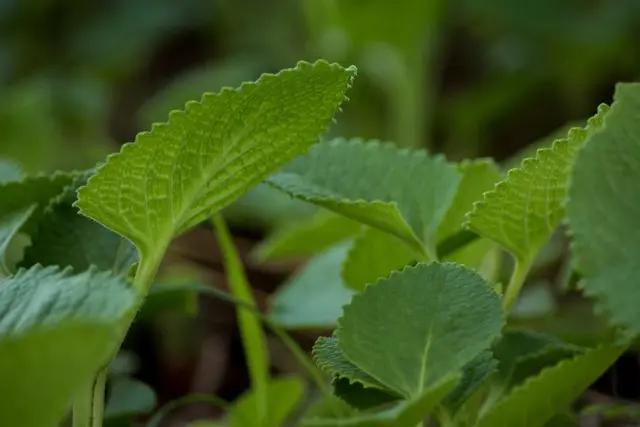 Les Bienfaits de l'Ayurveda pour une Vie Saine