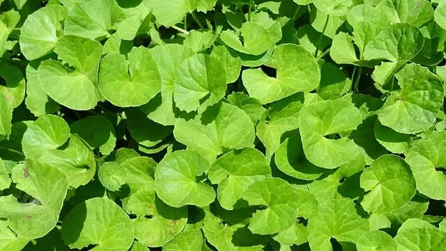 Les Meilleures Plantes Ayurvédiques pour Améliorer Votre Santé