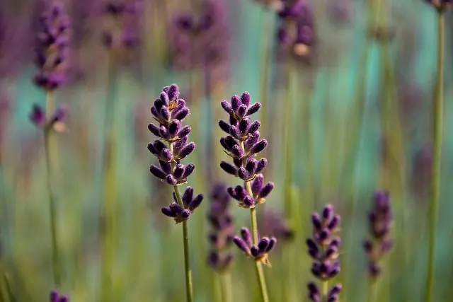 Comment Améliorer Votre Bien-Être avec l'Ayurveda