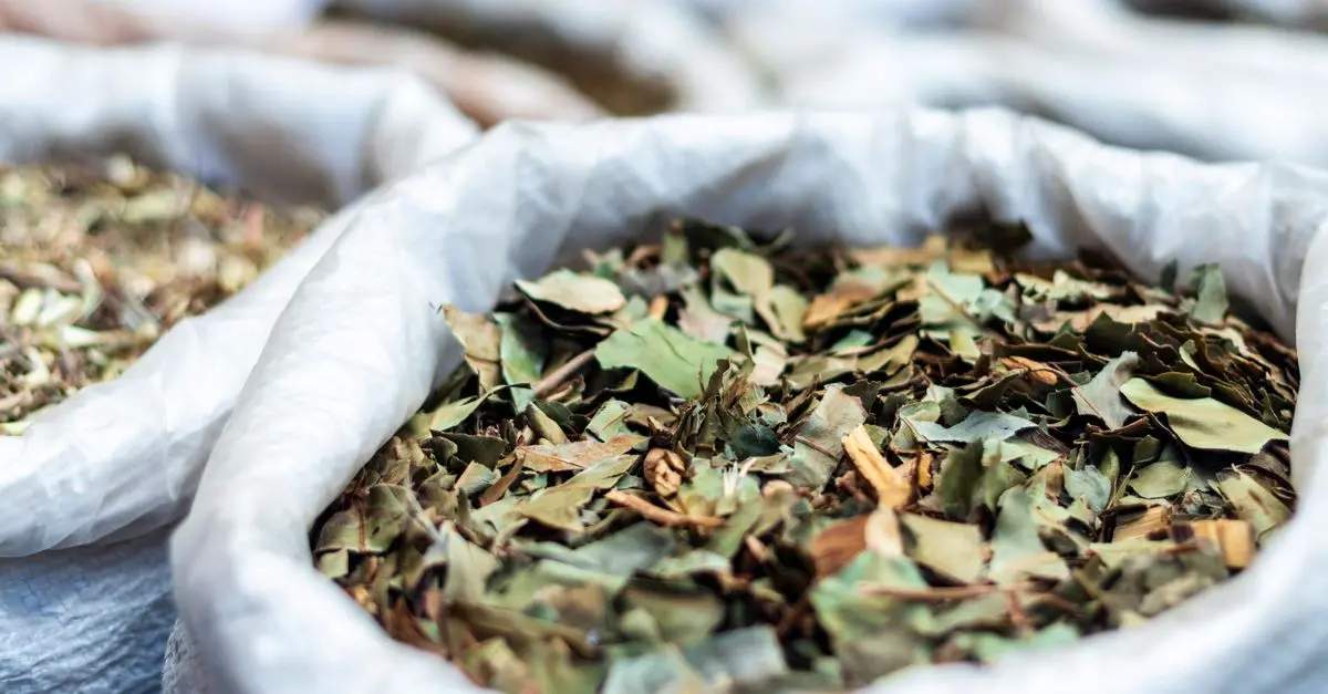 Guide Pratique pour Harmoniser Votre Énergie avec l'Ayurveda