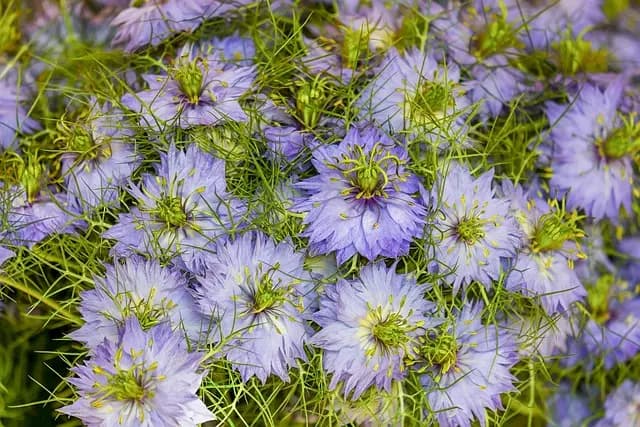 Les 10 Plantes Ayurvédiques Indispensables pour Votre Santé