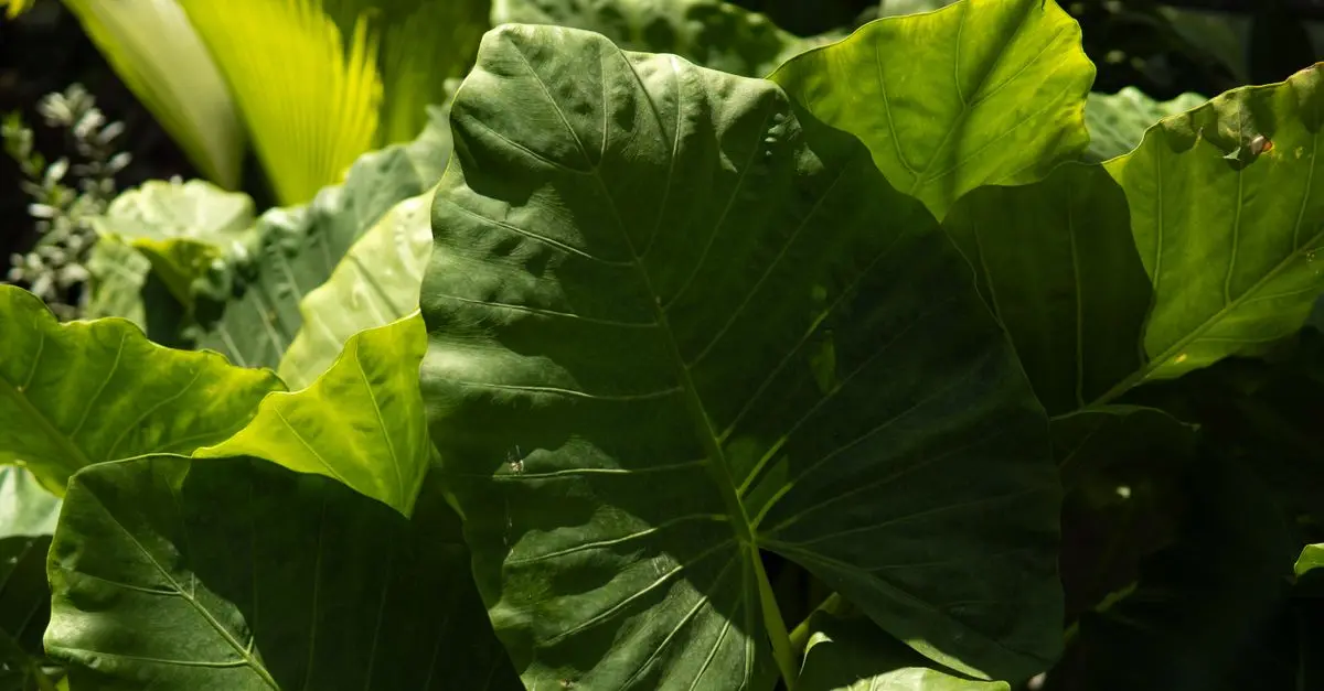 7 Plantes Ayurvédiques Essentielles pour votre Santé