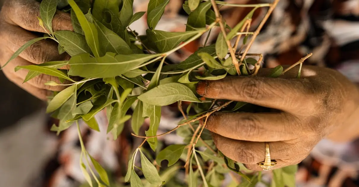 Les Bienfaits Étonnants de l'Ayurveda sur votre Vitalité