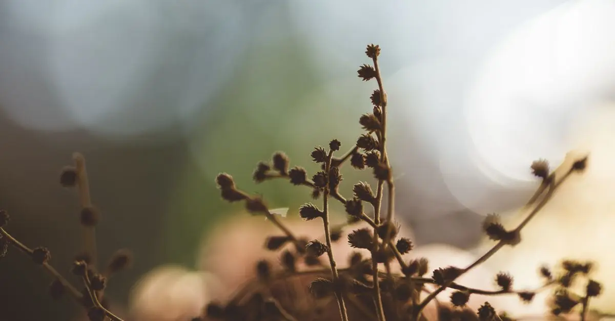 Comment Choisir des Plantes Ayurvédiques pour votre Bien-Être