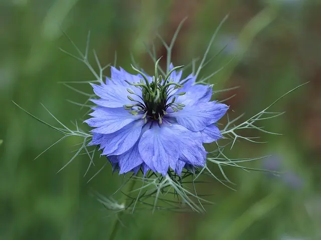Comment Équilibrer Votre Dosha avec des Plantes Ayurvédiques