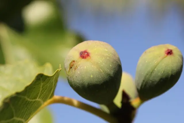 5 Aliments Ayurvédiques Indispensables pour une Vie Saine