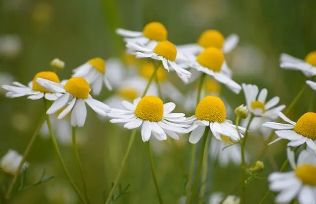 7 Plantes Ayurvédiques à Connaître pour Booster Votre Immunité
