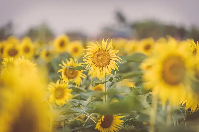 Les Secrets des Plantes Ayurvédiques pour Booster Votre Énergie
