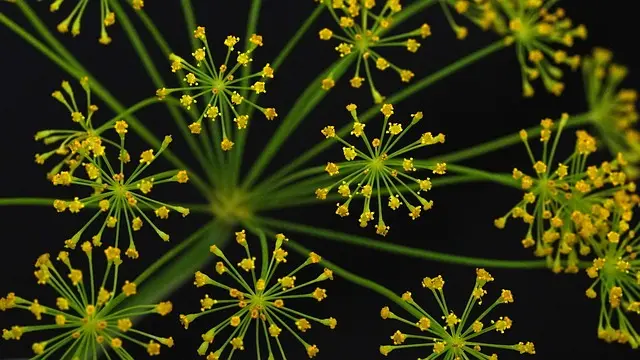 Les Clés pour Comprendre le Vata en Ayurveda