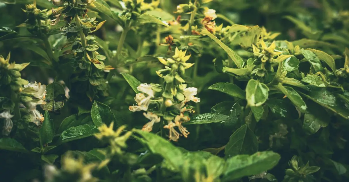 Les Meilleures Plantes Ayurvédiques pour Renforcer votre Santé