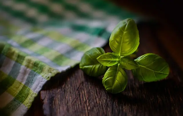5 Plantes Ayurvédiques Incontournables pour Booster votre Immunité