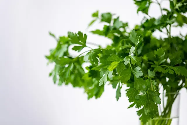 10 Plantes Ayurvédiques Essentielles pour Renforcer Votre Santé