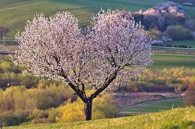 5 Plantes Ayurvédiques Incontournables pour Renforcer Votre Santé