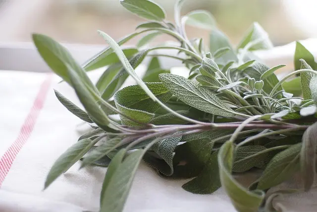 5 Plantes Ayurvédiques Incontournables pour Votre Bien-Être