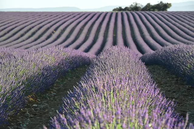 Comment Évaluer Votre Dosha pour Un Équilibre Optimal