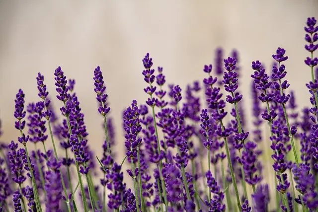 L'importance des Plantes Ayurvédiques pour votre Santé