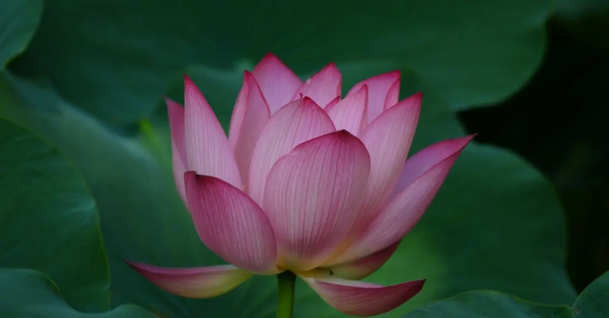 Les Bienfaits Étonnants du Millepertuis en Ayurveda
