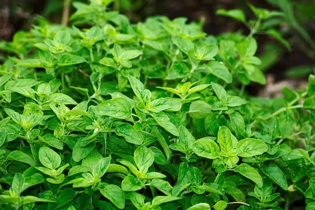Les Bienfaits de l'Ayurveda pour Renforcer votre Immunité